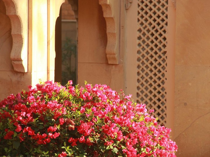 Menggali Keanggunan Bougainvillea