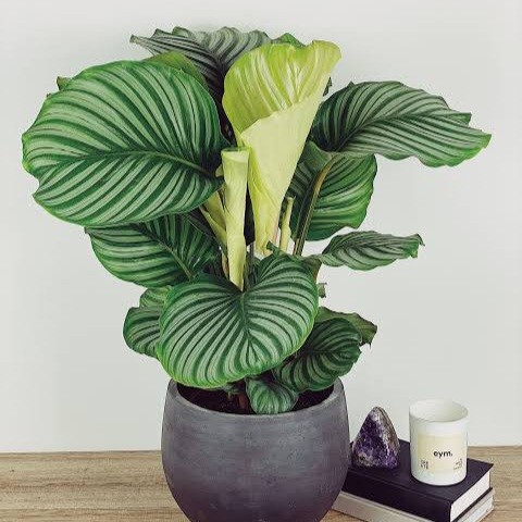 Calathea Orbifolia Pesona Daun Besar