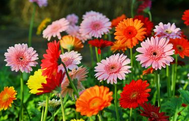 Gerbera dalam Budaya