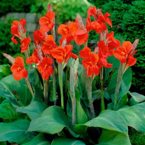 Canna Lily Si Cantik