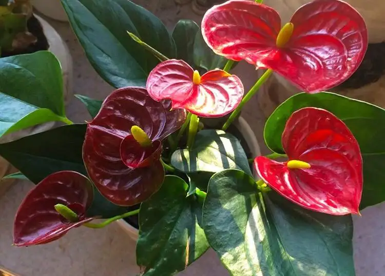 Anthurium Simbol Keberuntungan