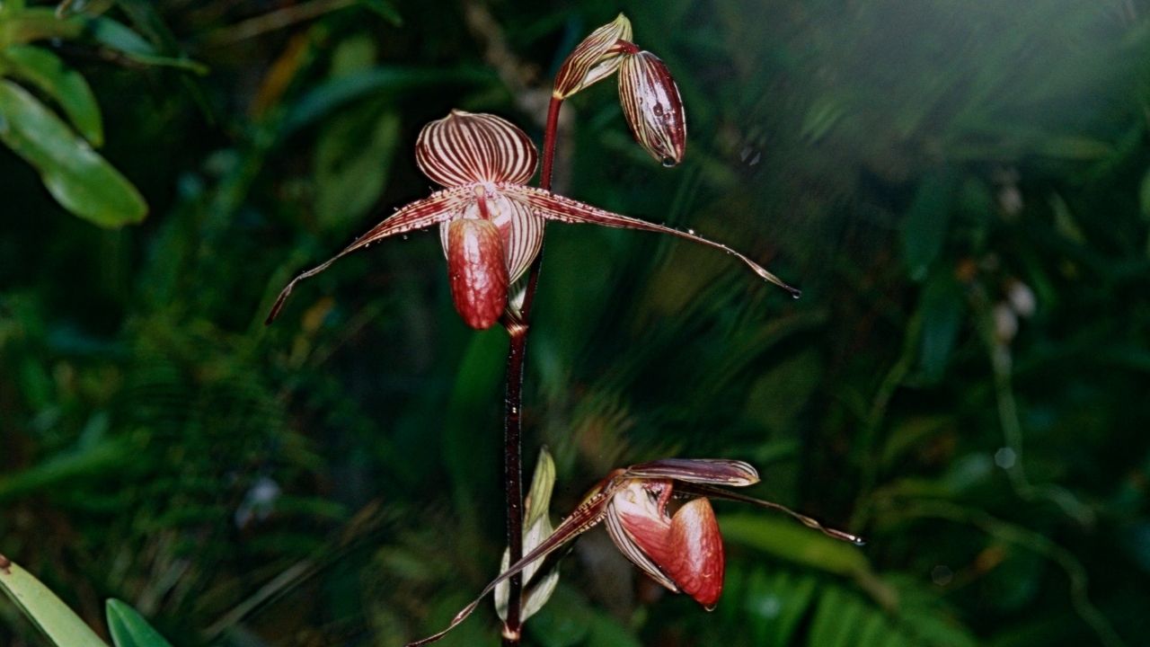 Anggrek: Tanaman Hias Paling Eksotis dan Mahal di Dunia